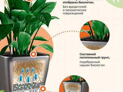 Петуния розовая Nido